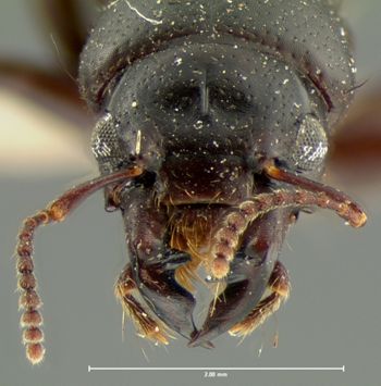 Media type: image;   Entomology 6522 Aspect: head dorsal view